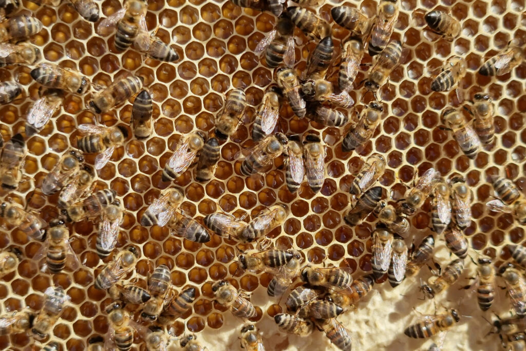 pexels-francois-van-staden-108388530-9579759