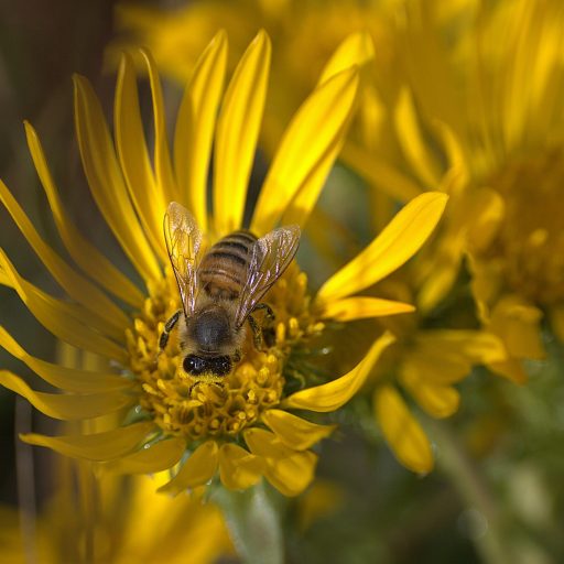 pexels-pyinkroses-33364404